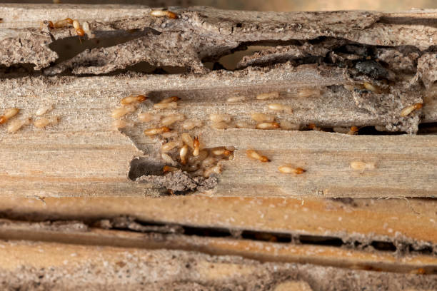 Best Spider Control Near Me  in Fordoche, LA